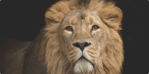 Declaração do Imposto de Renda (DIRPF)