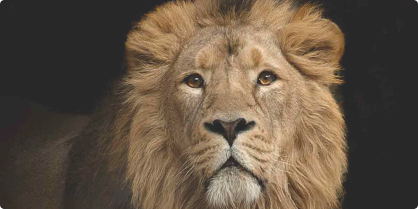 Declaração do Imposto de Renda (DIRPF)